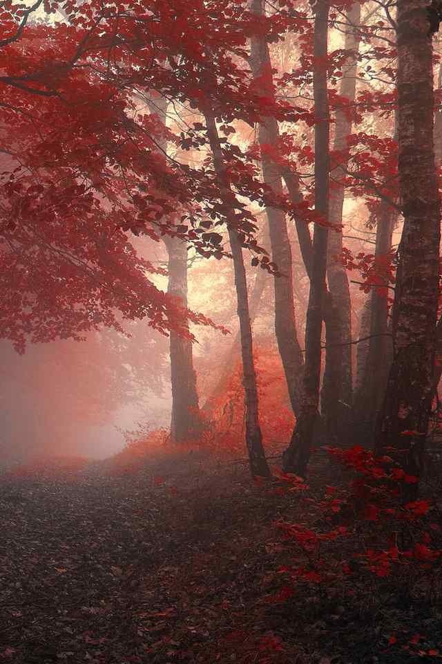 秋天红叶宽屏唯美意境图片高清手机壁纸第二辑