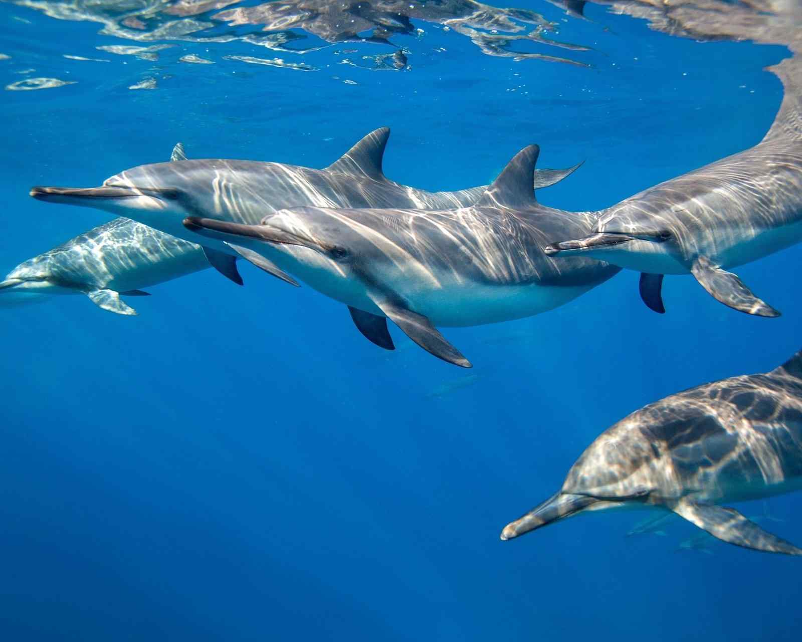 可爱动物海豚图片高清手机壁纸下载