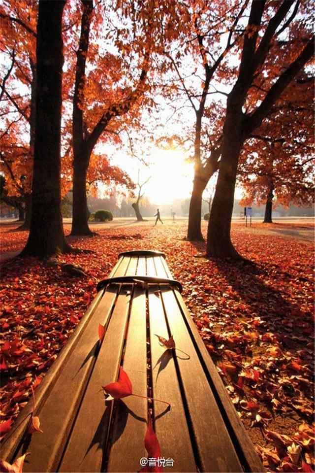 秋风落叶红色枫叶唯美意境摄影高清手机壁纸