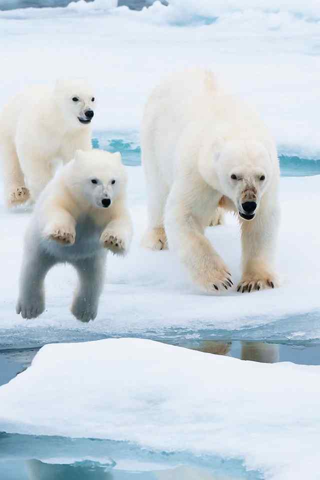 《到北极去》北极熊高清手机壁纸