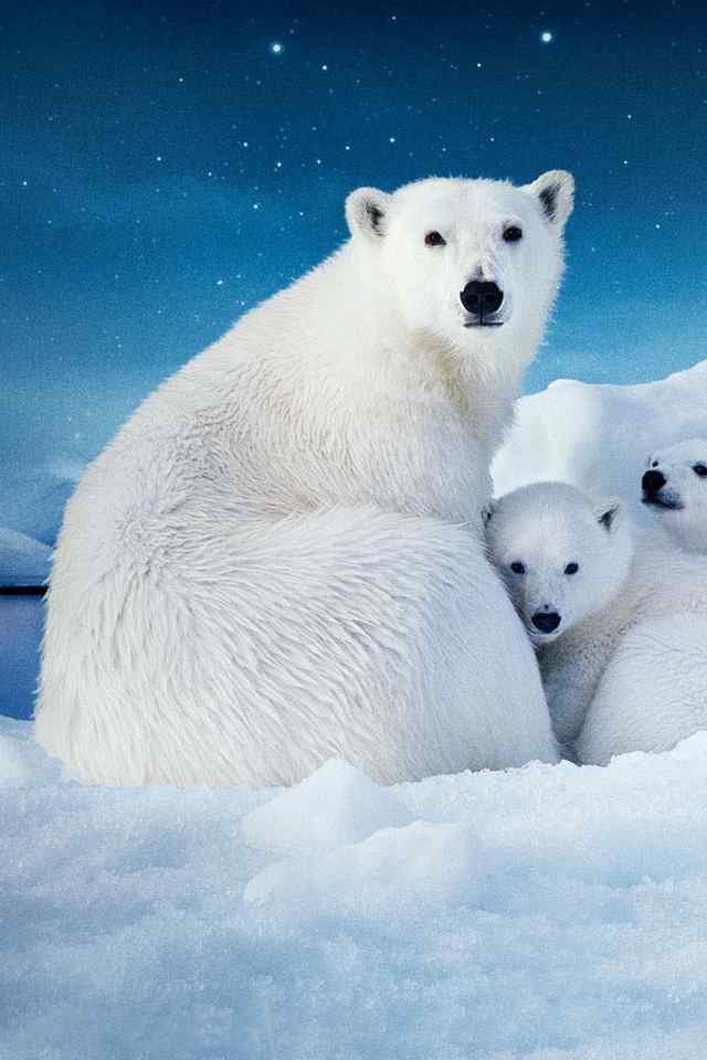 《到北极去》北极熊高清手机壁纸