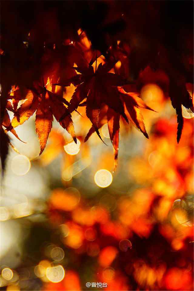 秋风落叶红色枫叶唯美意境摄影高清手机壁纸
