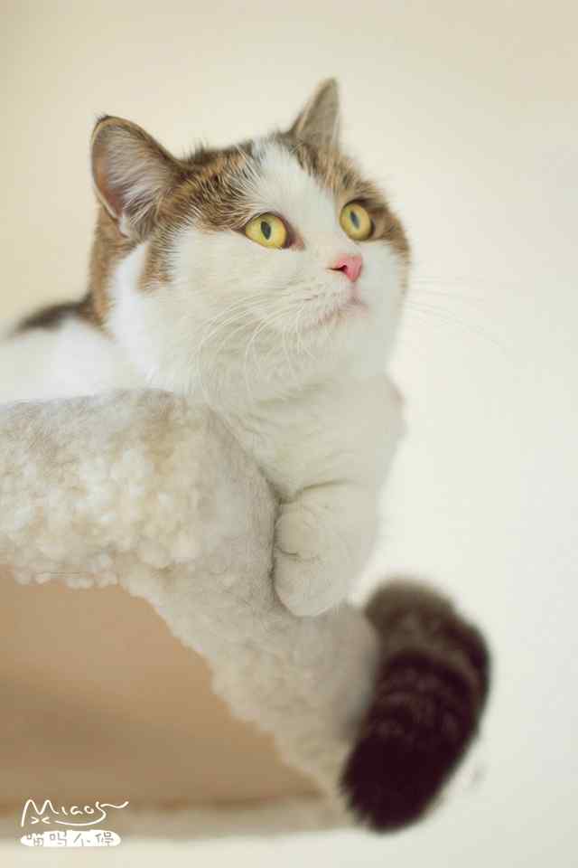 呆萌可爱的猫咪唯美高清手机壁纸图集