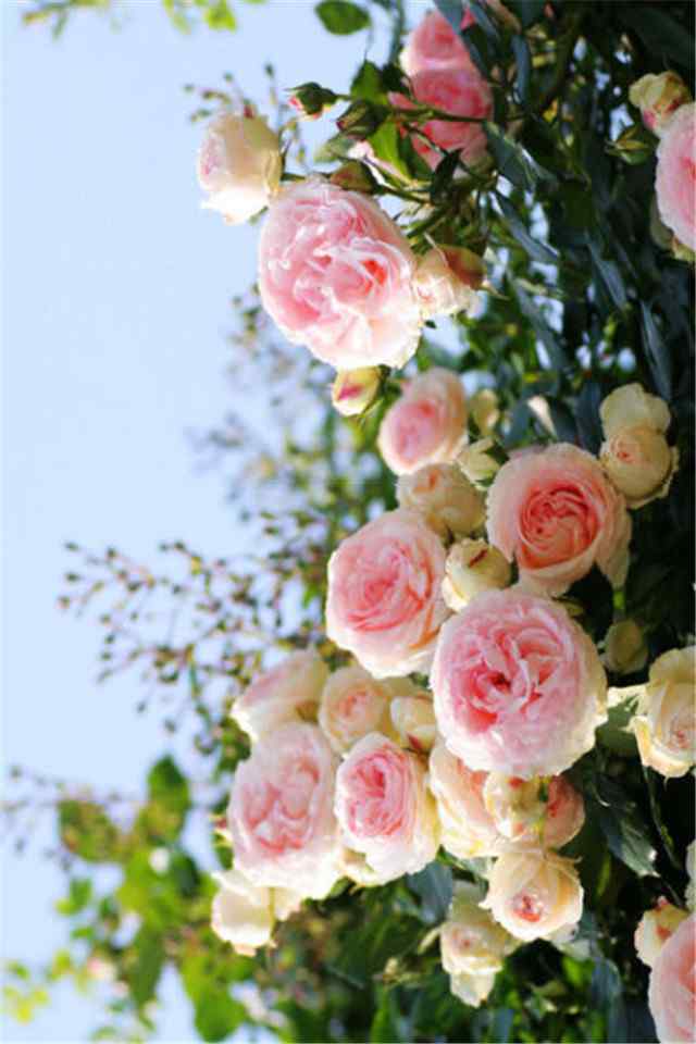 娇艳盛开的唯美花卉植物高清手机壁纸