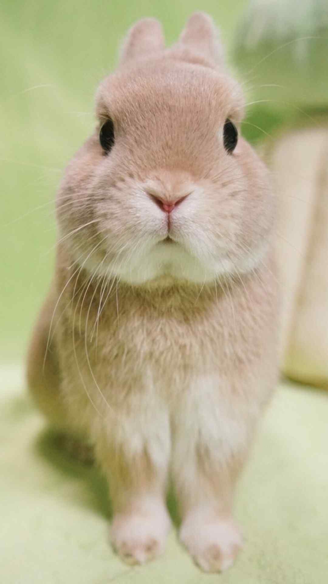 萌宠小兔子高清手机壁纸