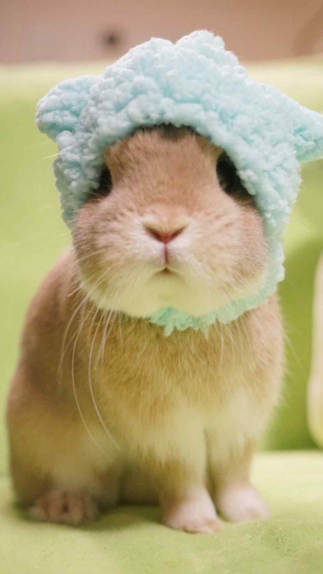 萌宠小兔子高清手机壁纸