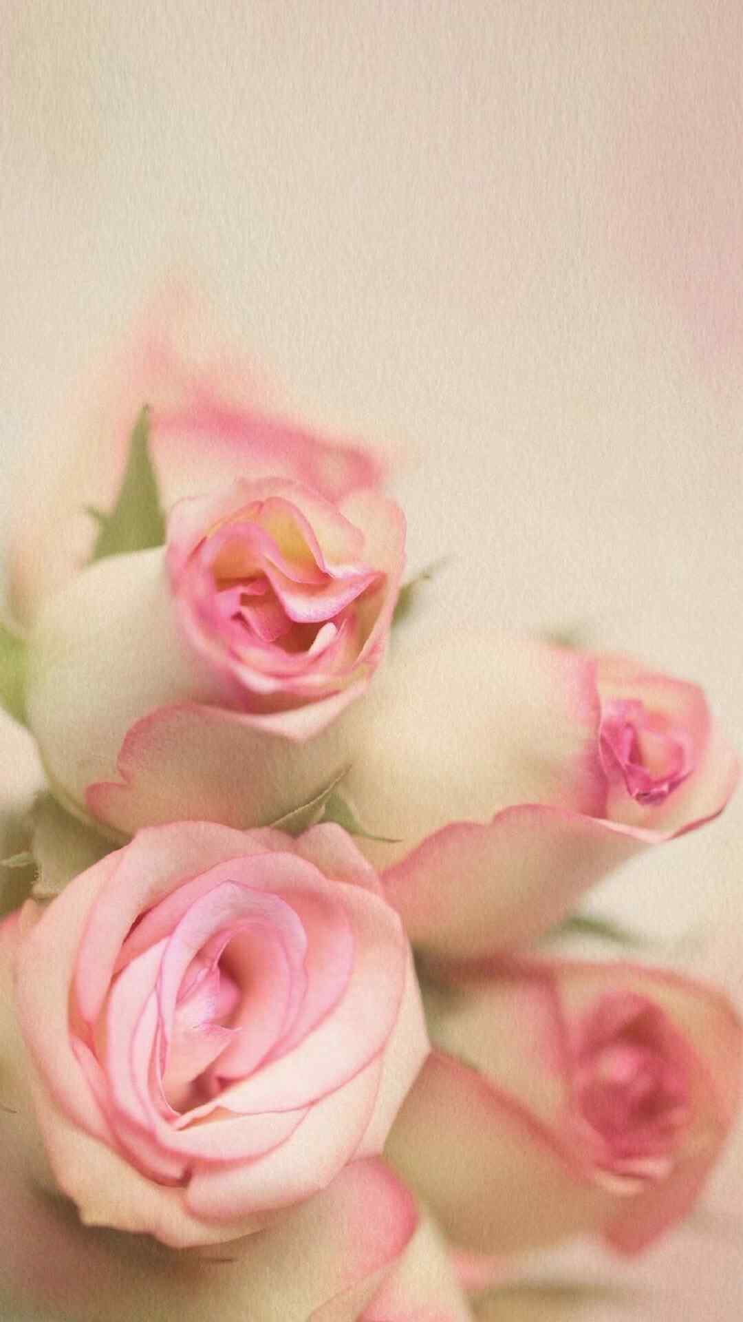 唯美的花朵高清手机壁纸