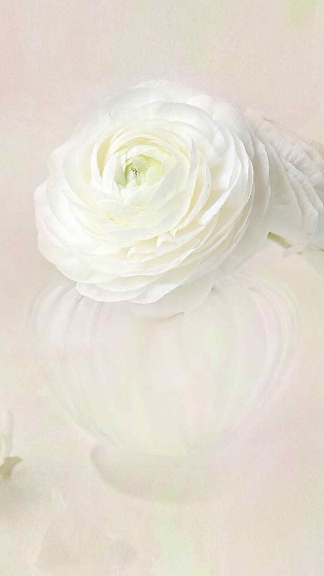 唯美的花朵高清手机壁纸