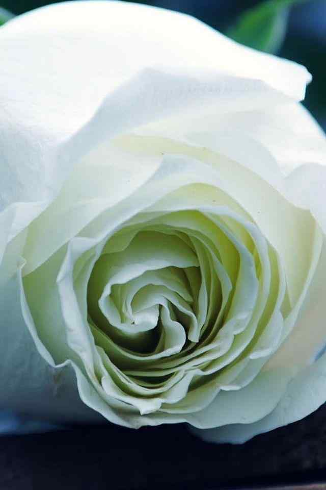 超美微距玫瑰花高清手机壁纸