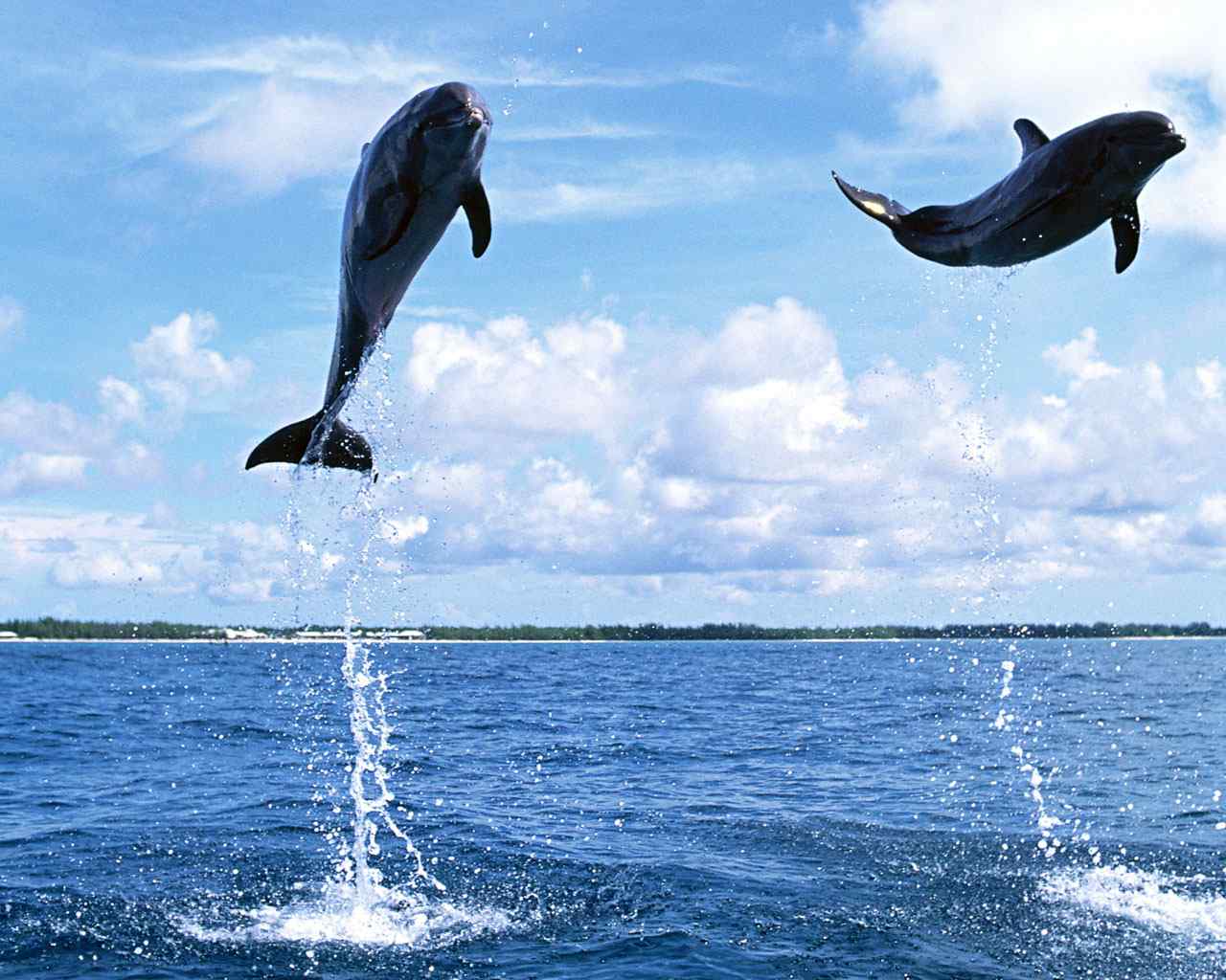 海底世界海豚特写图片壁纸 第一辑