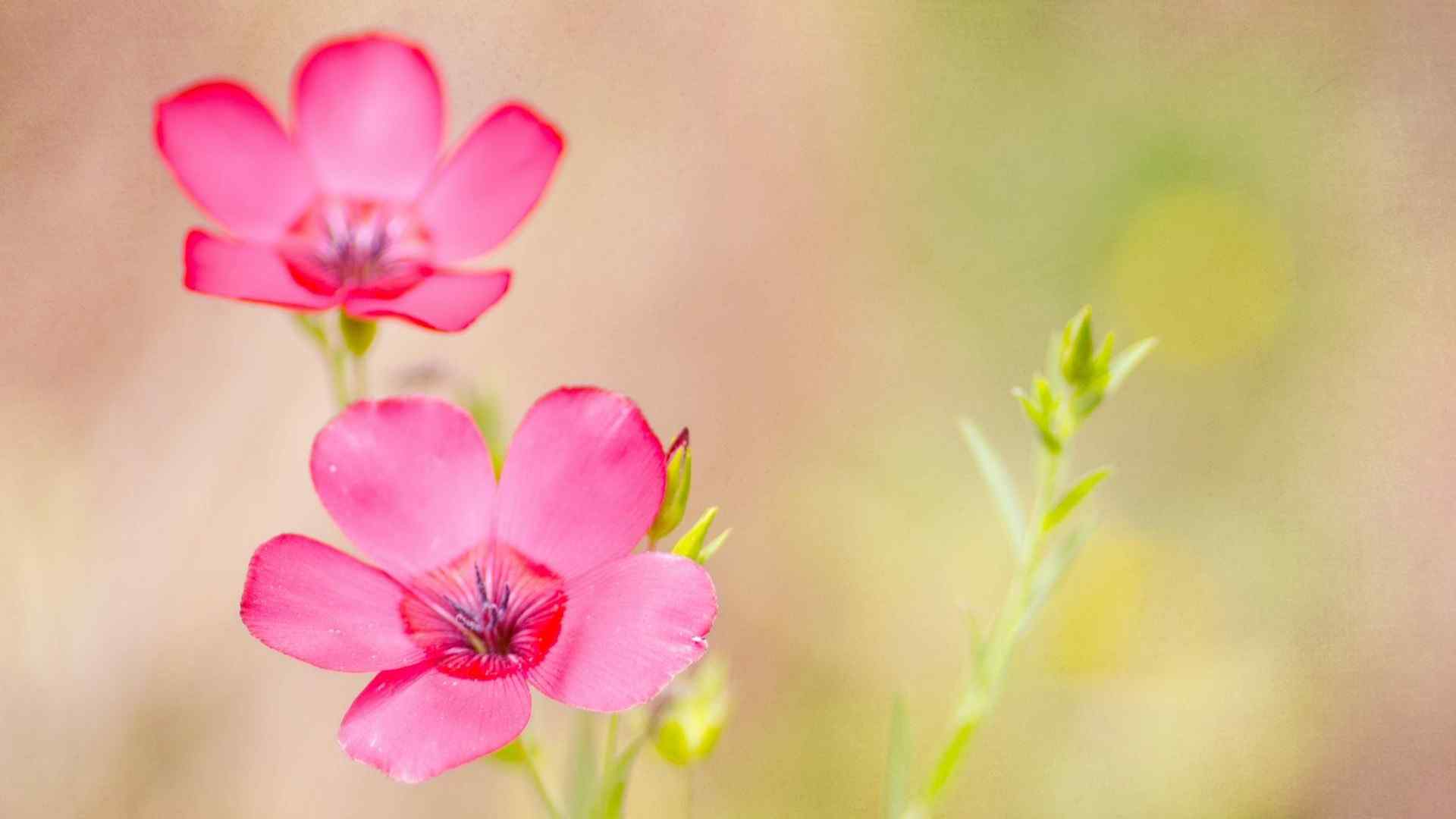 两朵粉色植物花朵高清图片