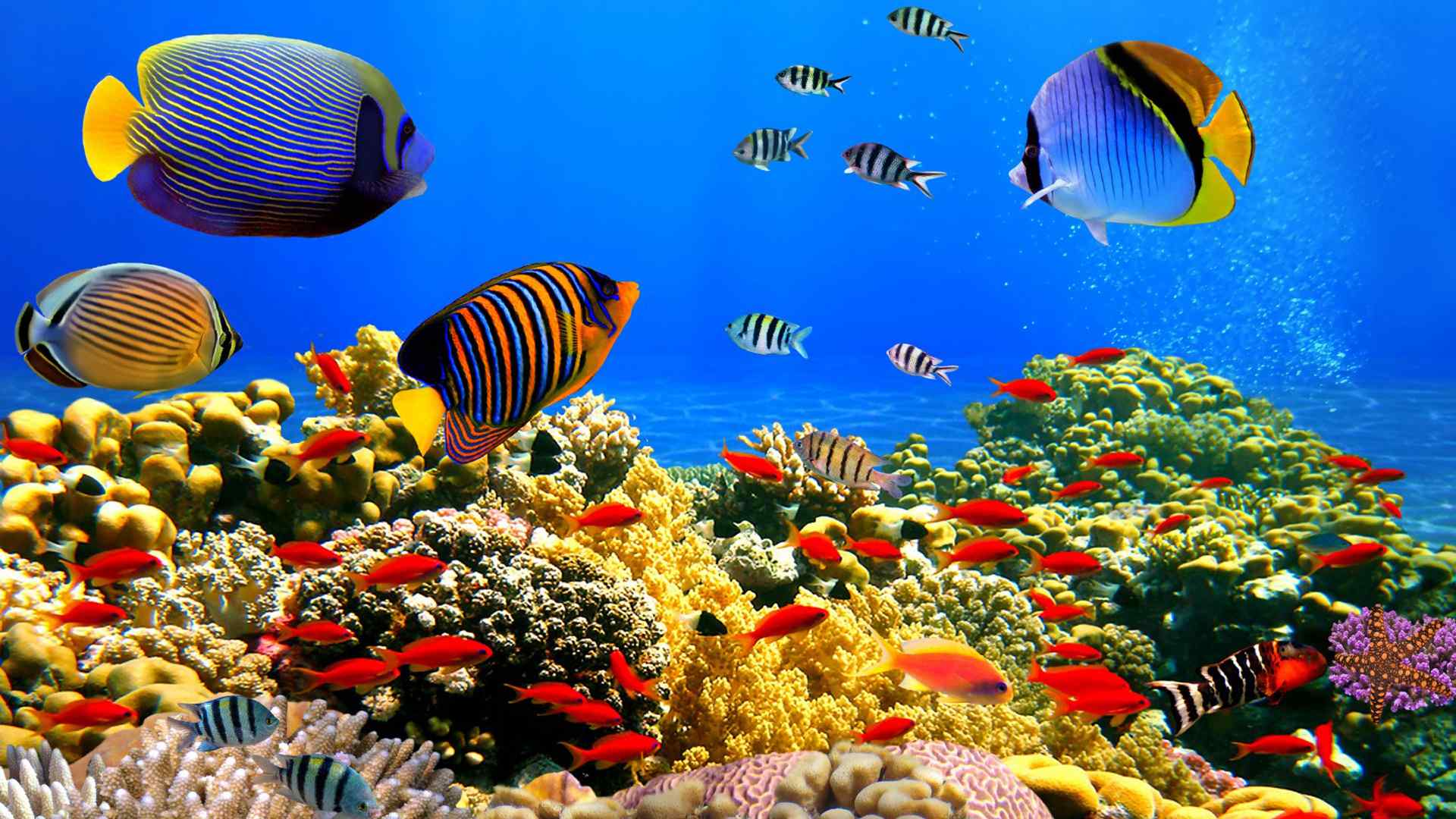 海底世界鱼群摄影高清图桌面壁纸
