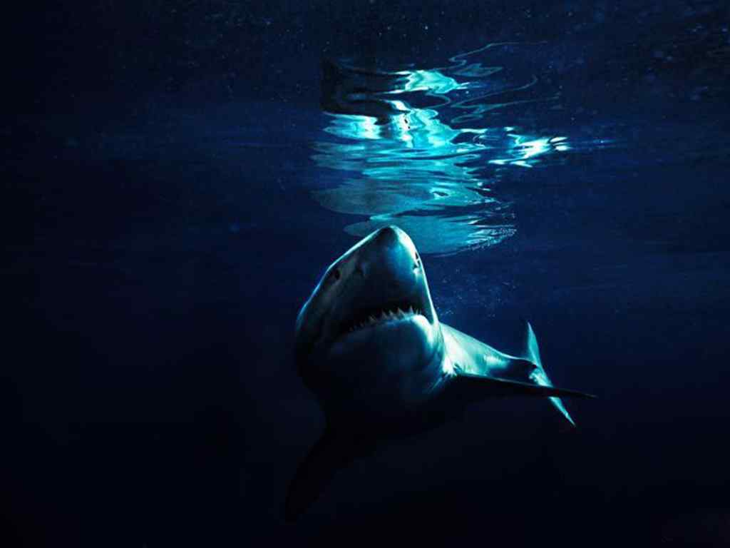 凶猛的大鲨鱼近景摄影作品壁纸