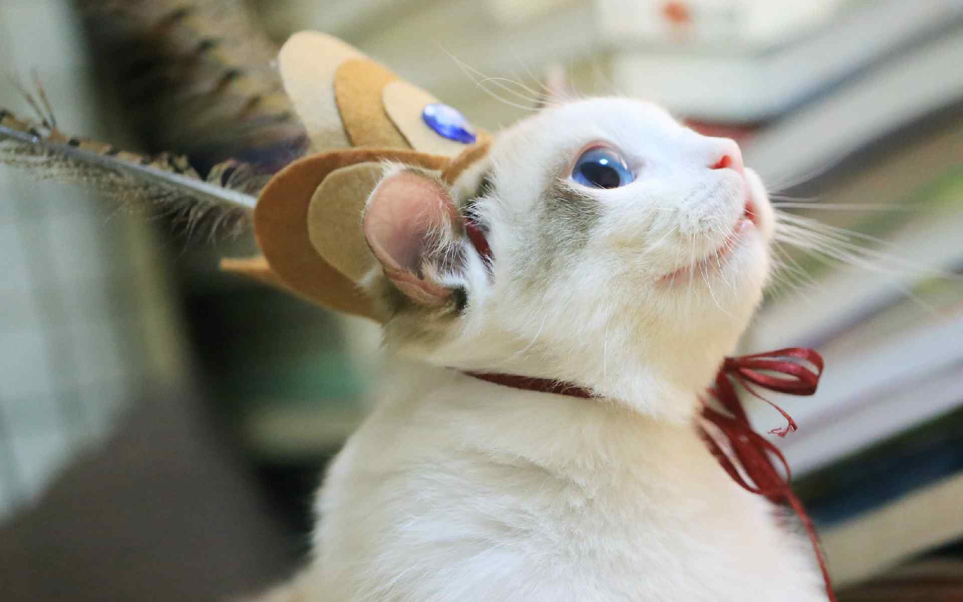 可爱的白猫动物图片电脑高清壁纸