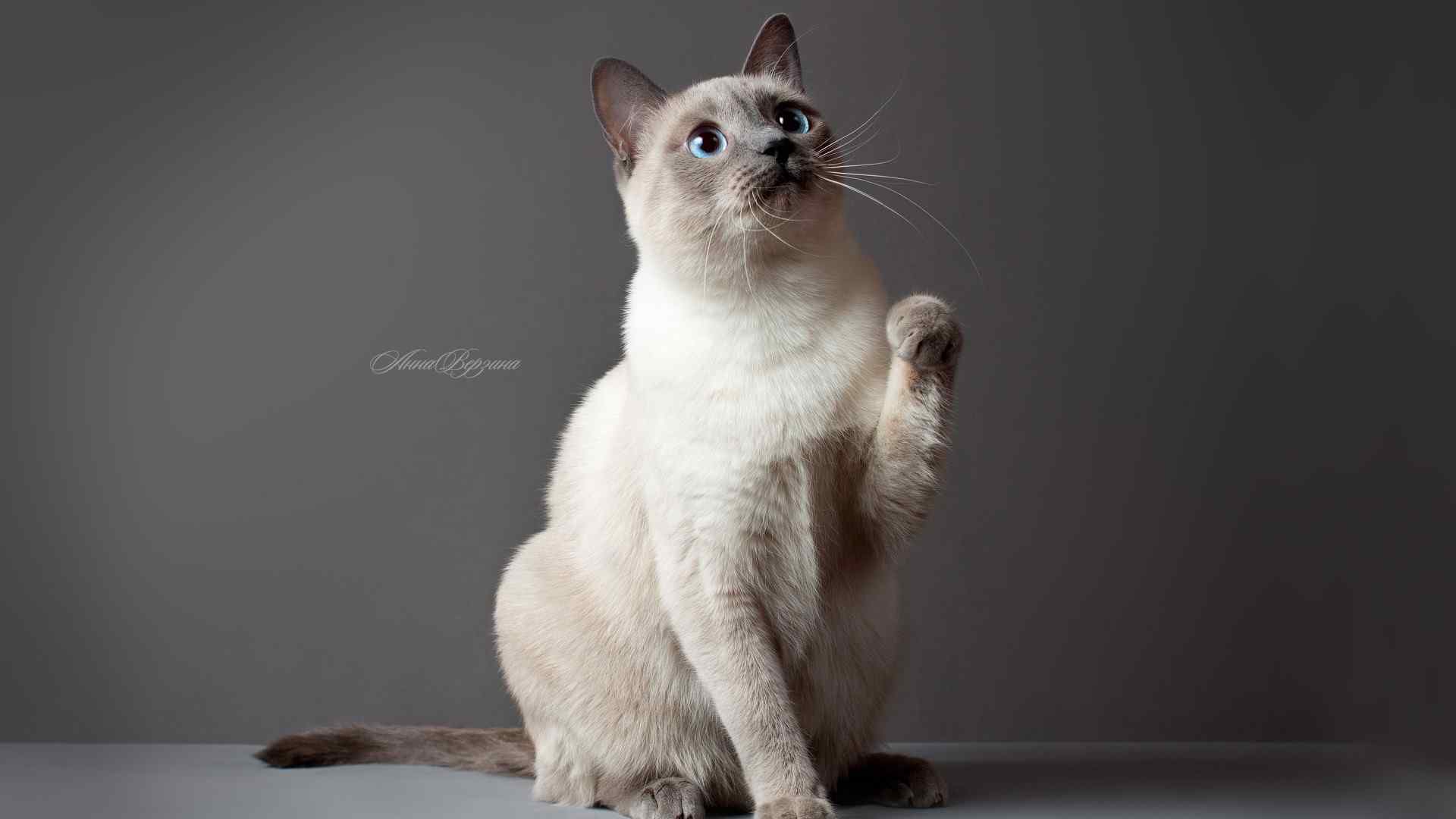 暹罗猫可爱动物图片壁纸下载