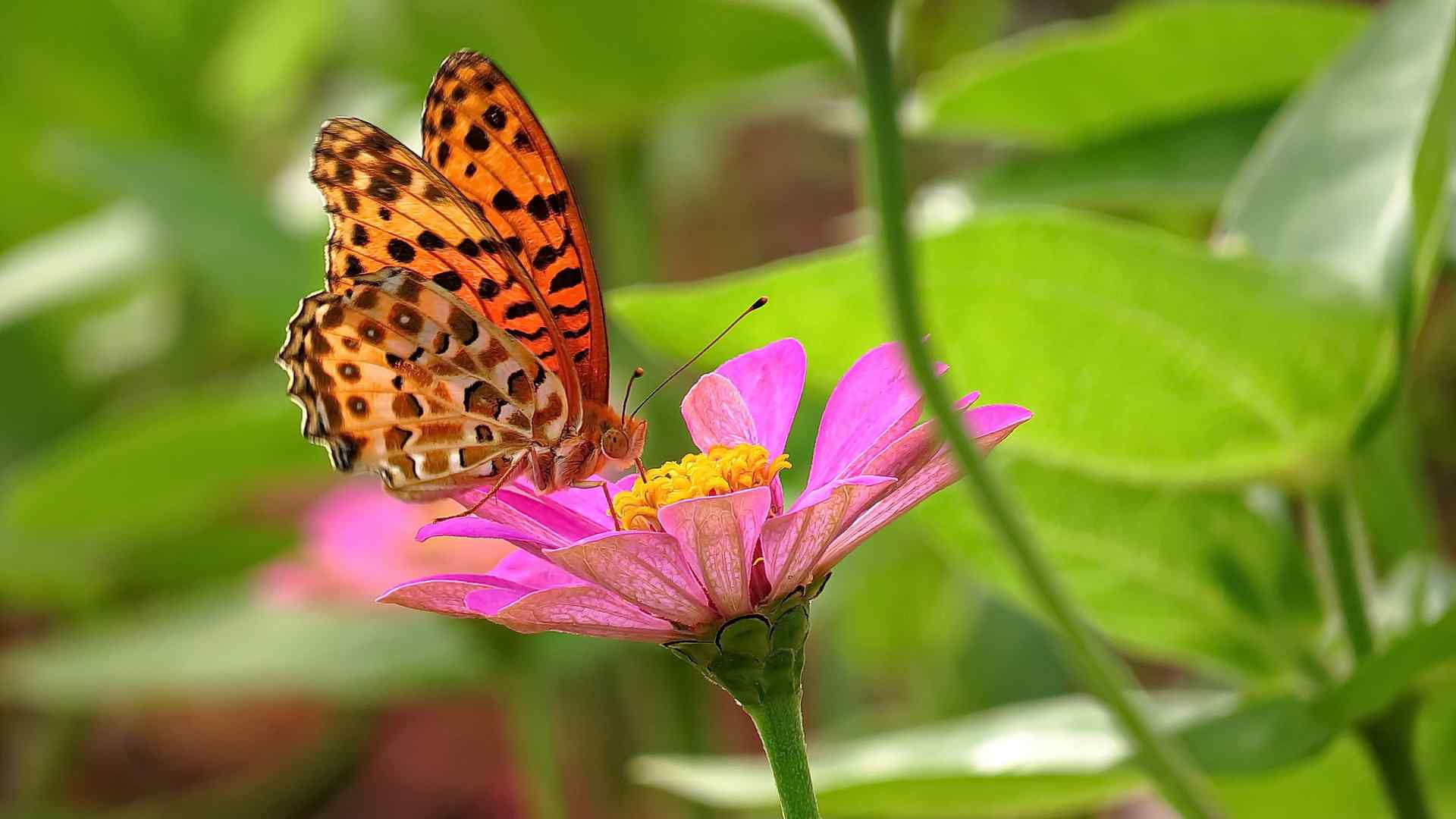 美丽蝴蝶图片微距摄影高清电脑壁纸