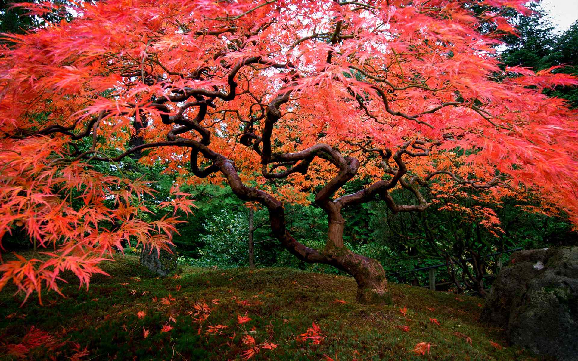 红色枫树唯美自然风景电脑桌面壁纸