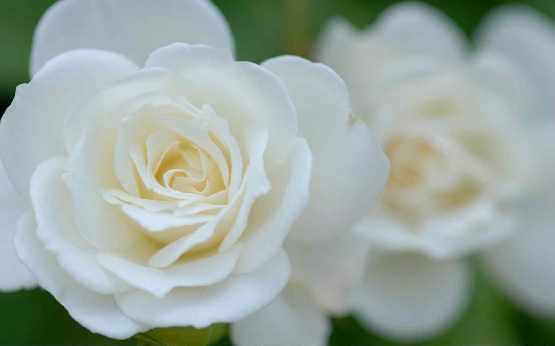 唯美的白玫瑰图片桌面壁纸