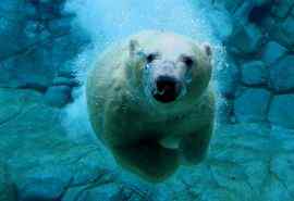 在海里游泳的可爱北极熊高清电脑桌面壁纸