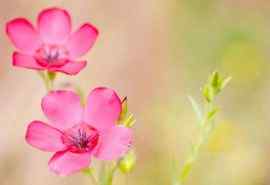 两朵粉色植物花朵