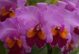 清新紫色兰花图片