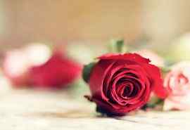 浪漫唯美玫瑰花图