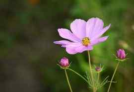 清新植物粉色花朵