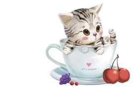 杯中可爱的小花猫图片电脑桌面壁纸下载