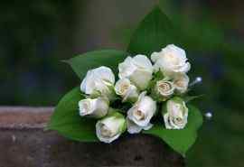 唯美的白玫瑰图片