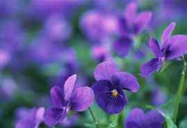 好看的紫色花丛高