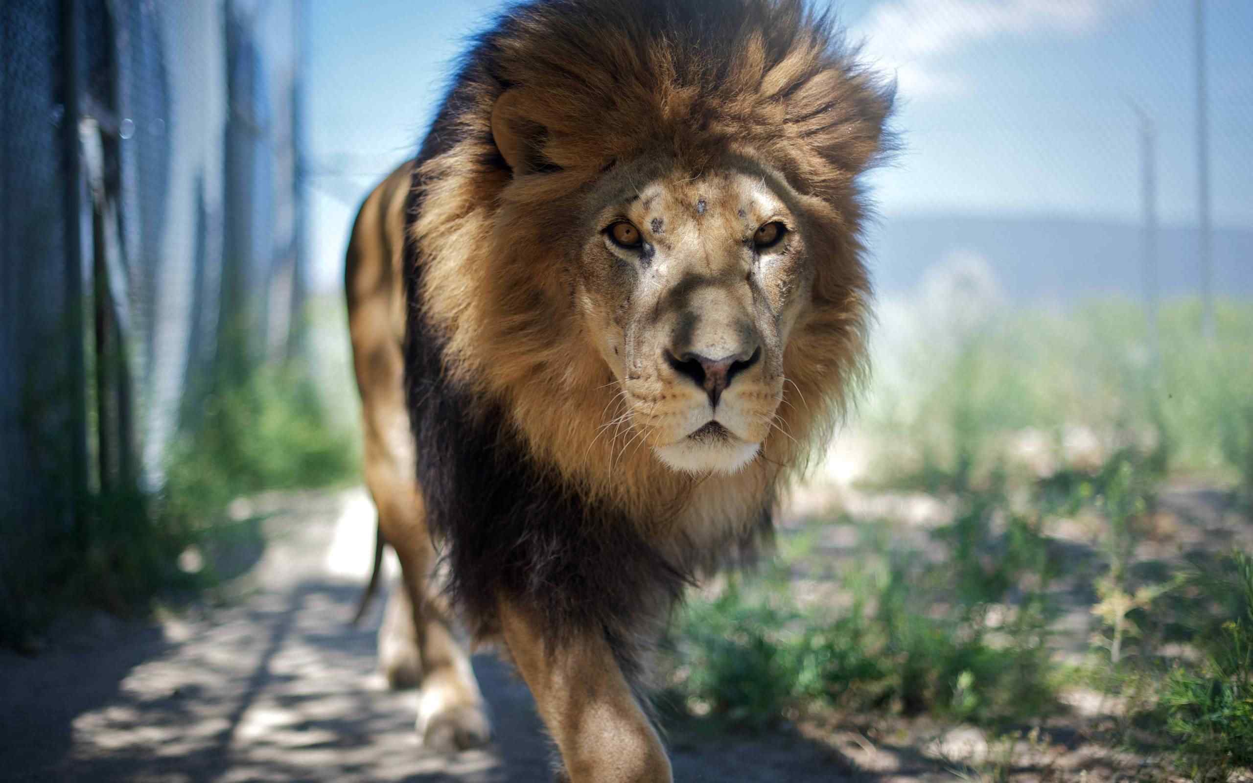 非洲雄狮摄影高清动物壁纸