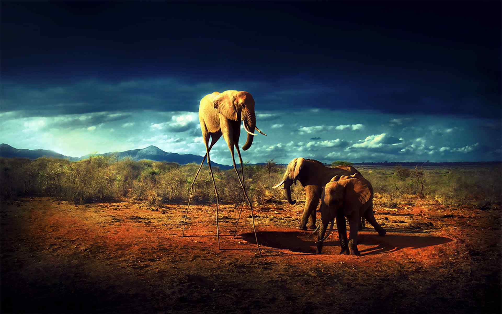 非洲野生动物大象壁纸