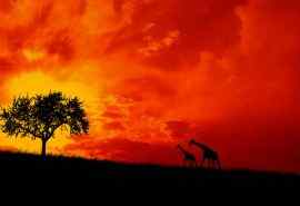 非洲大草原长颈鹿夕阳壁纸
