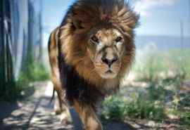 非洲雄狮摄影高清动物壁纸