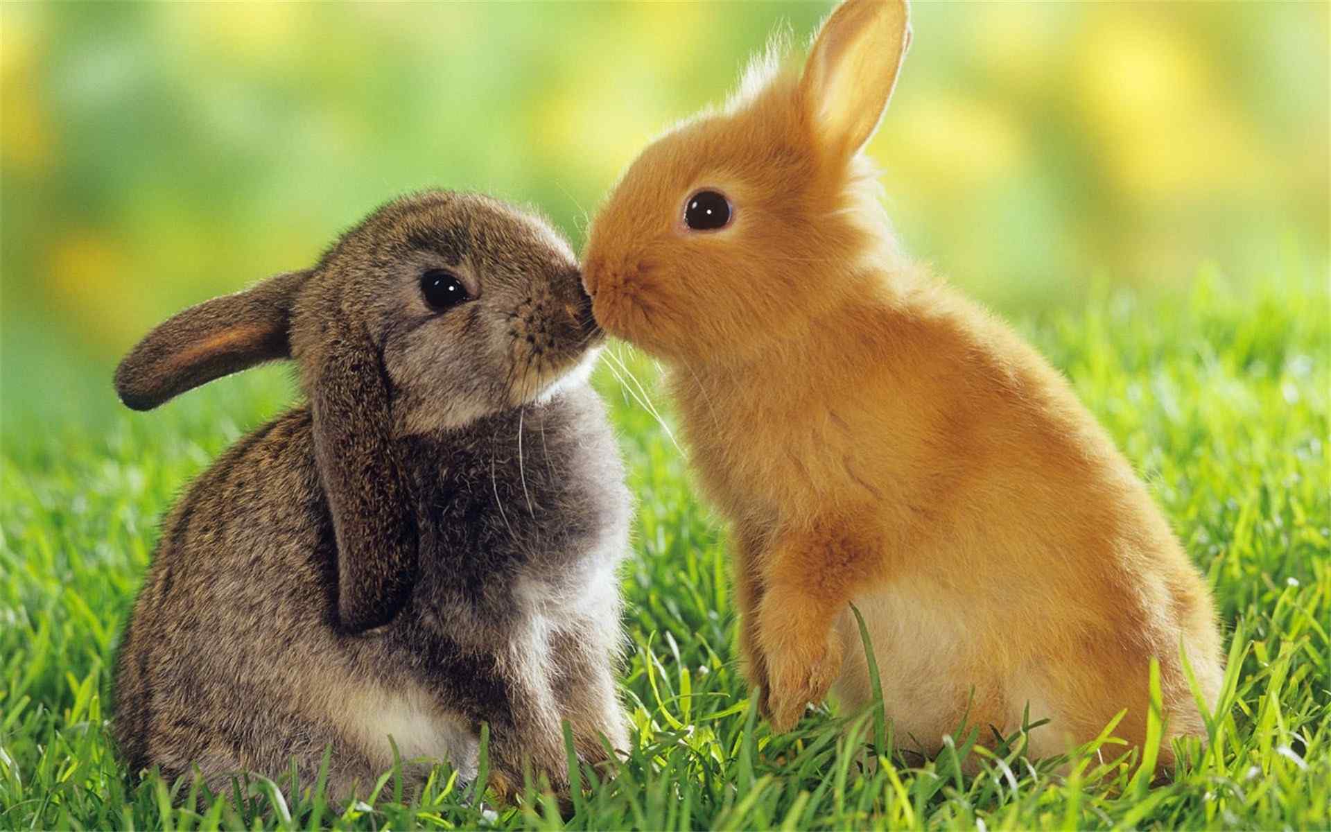 可爱动物小兔子呆萌高清电脑壁纸图片