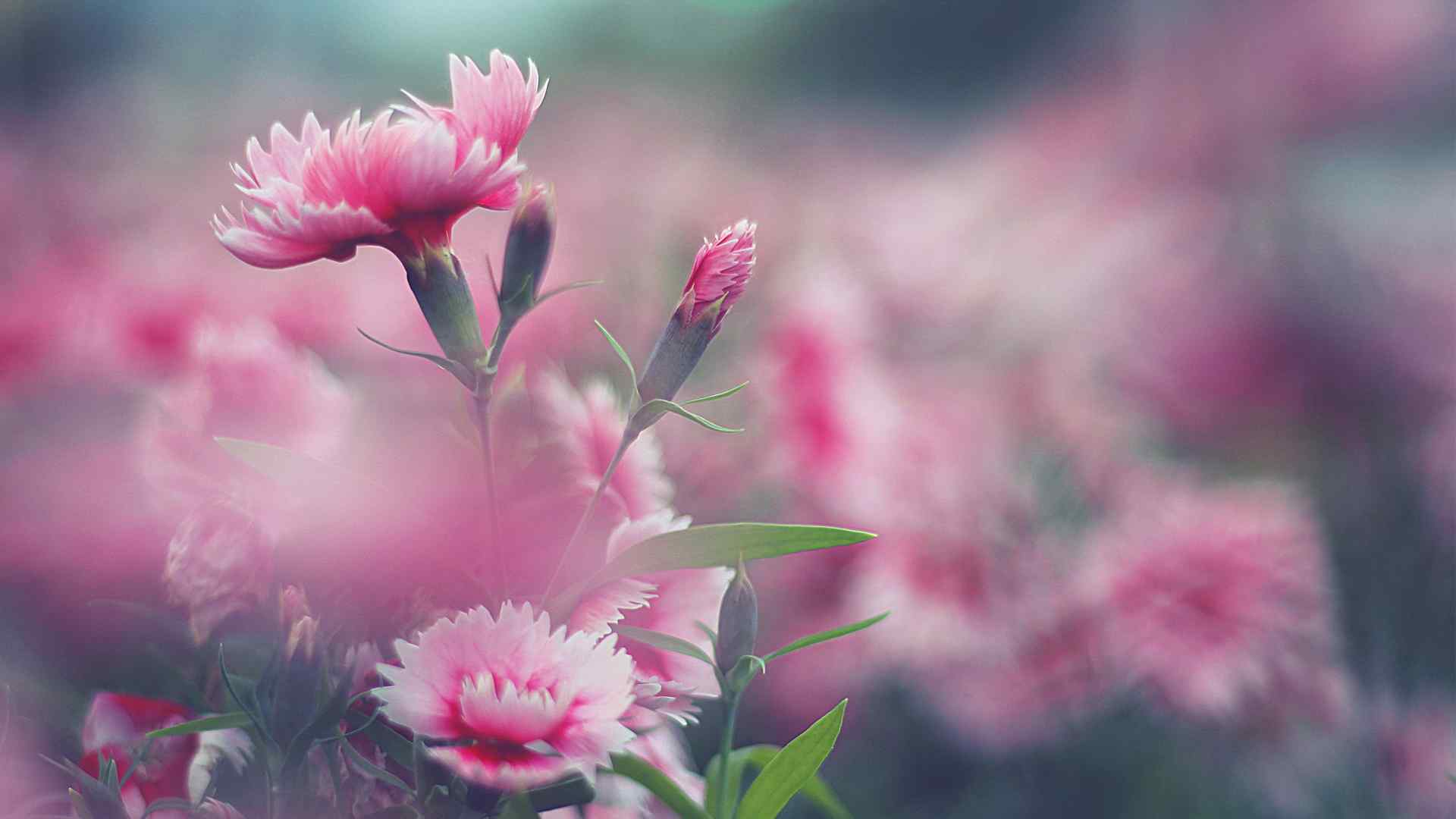 唯美自然花朵高清摄影电脑桌面壁纸