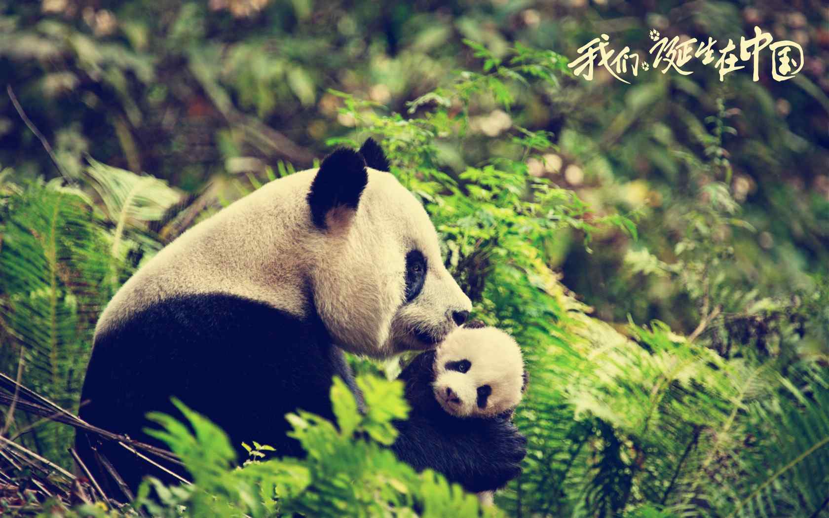我们诞生在中国可爱大熊猫纪录片电脑桌面壁纸