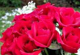 七夕情人唯美红玫瑰图片桌面壁纸