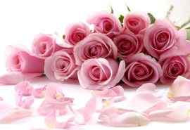 七夕情人节粉色玫瑰高清图片电脑桌面壁纸下载