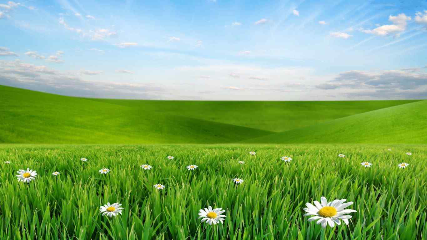 唯美绿色草地花朵风景图片电脑桌面壁纸下载