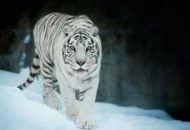 凶猛动物白老虎图