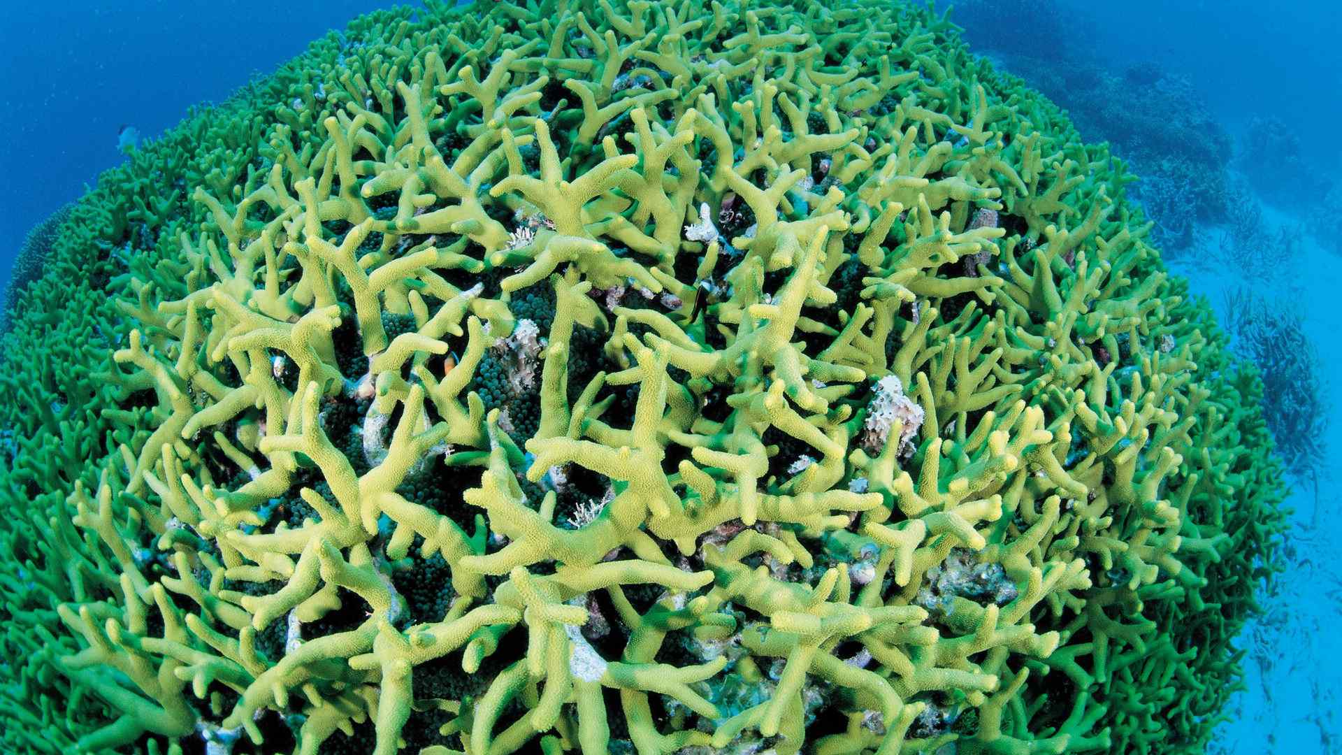 精选五彩缤纷海底藻类高清海洋壁纸