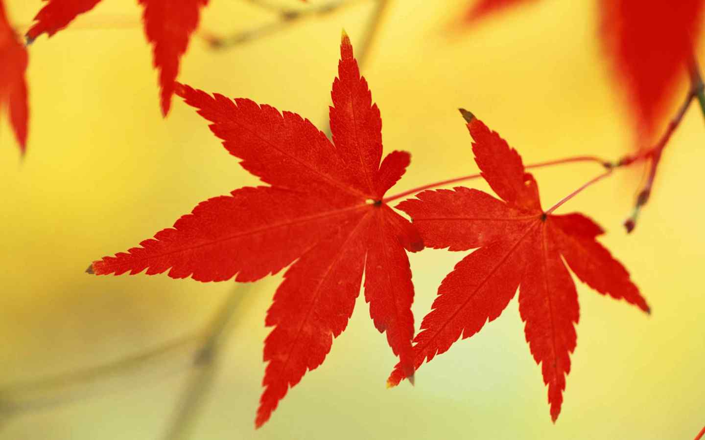 秋天的红叶美景图片电脑桌面壁纸