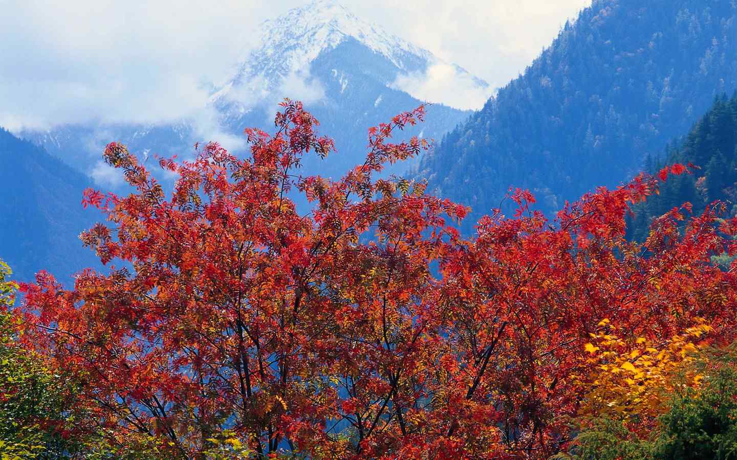 秋天红色枫叶风景图欣赏桌面壁纸
