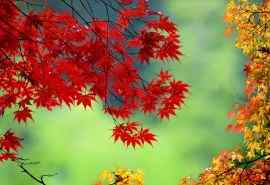 秋天的红叶美景桌