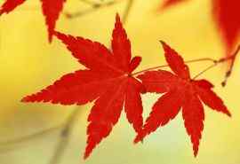 秋天的红叶美景图