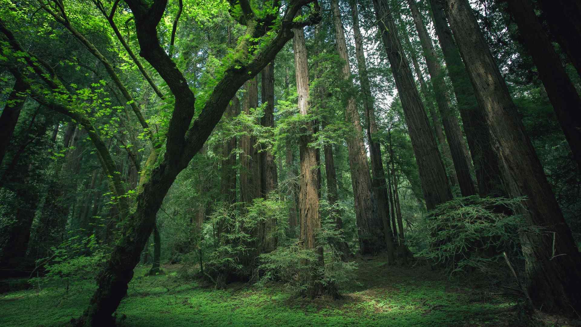 美丽的大自然森林深处风景桌面壁纸