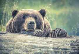 大自然野生动物棕熊图片桌面壁纸