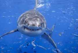 高清野生海底世界鲨鱼摄影图片桌面壁纸