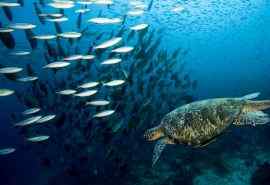 奇幻海底世界海龟高清桌面壁纸